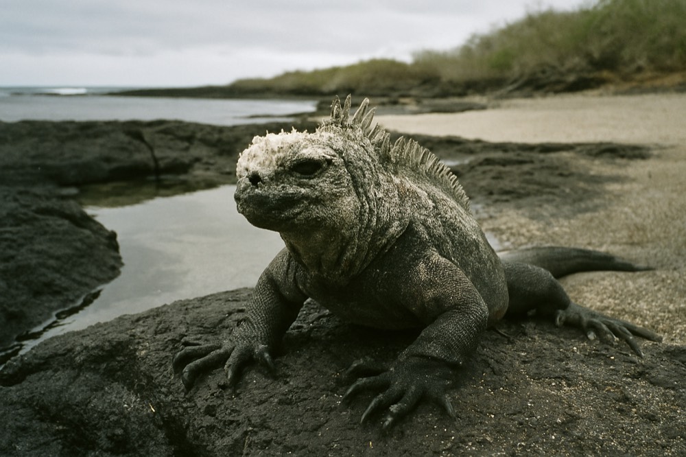 A marine iguana resting on dark lava rock near the waterline