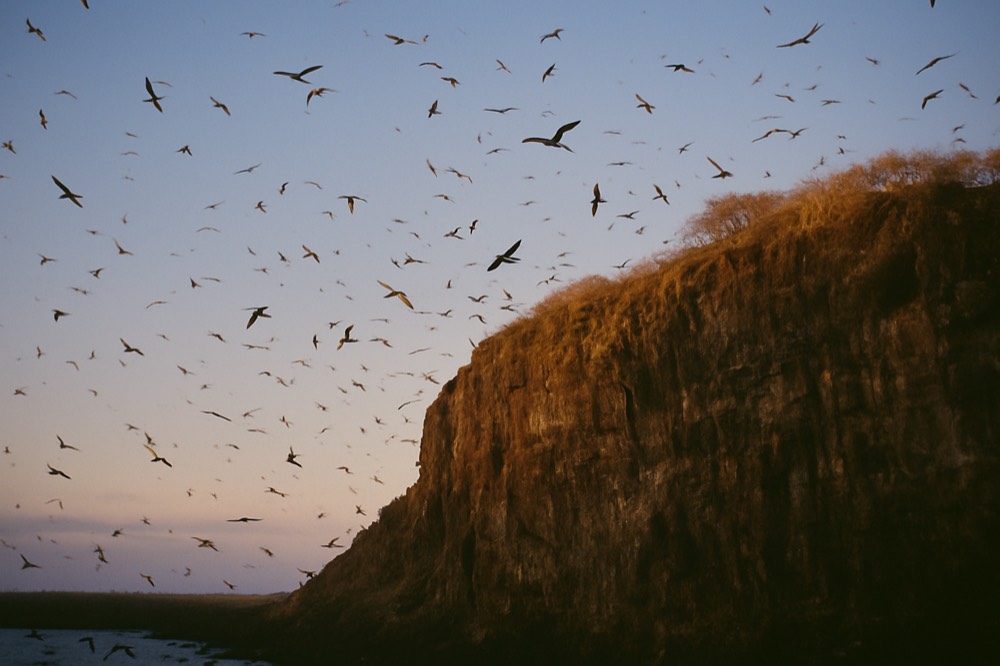 Seabirds circling above a steep volcanic cliff at dusk