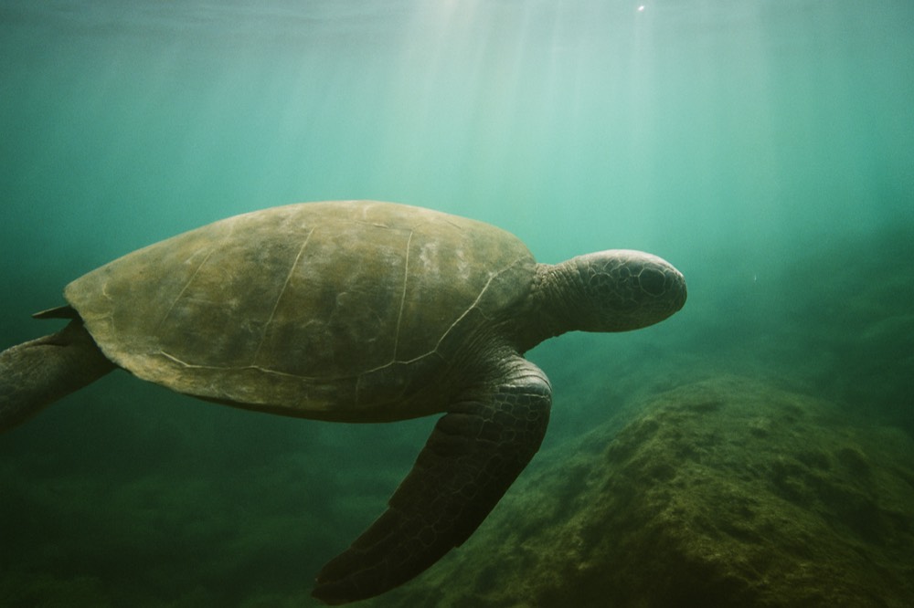 A sea turtle swimming over a rocky seabed with sunbeams filtering through the water